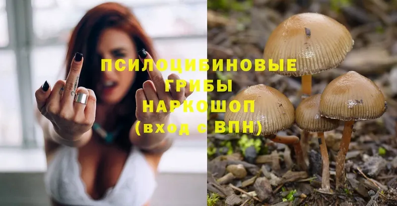 Галлюциногенные грибы Psilocybine cubensis  Асбест 